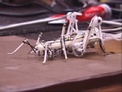 robot cricket